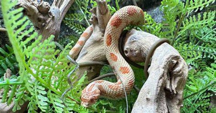 xyzReptiles