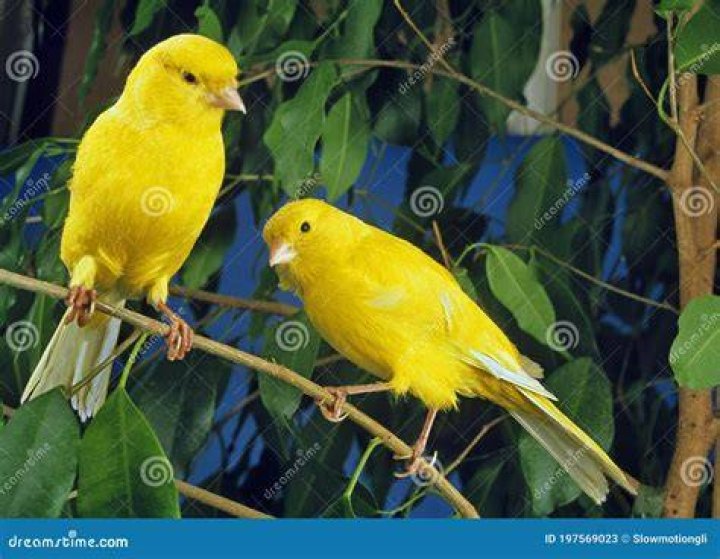 yellow canaries on branch
