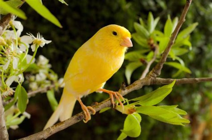 yellow canary bird on the ground