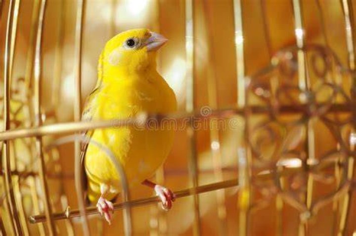 yellow canary inside cage_Pixabay
