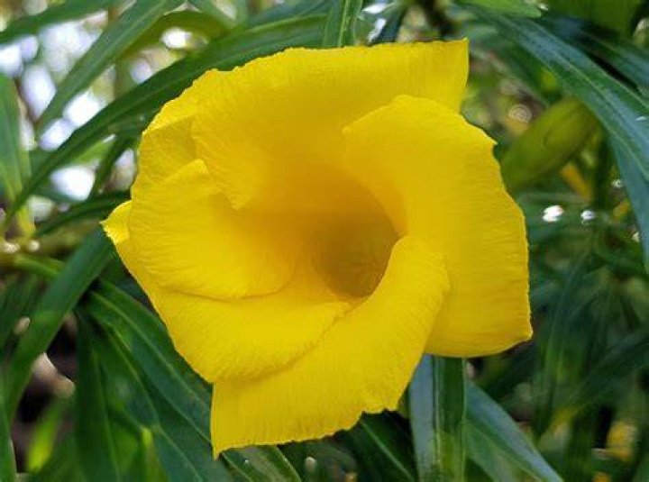 yellow oleander