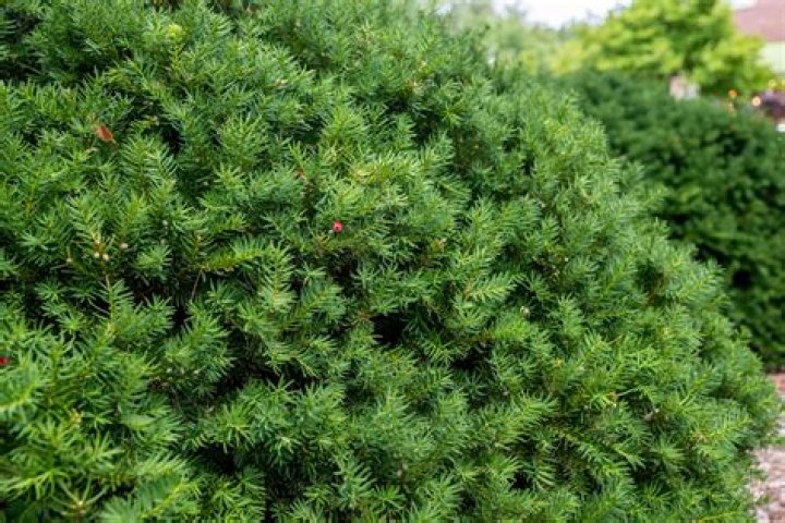 yew plant