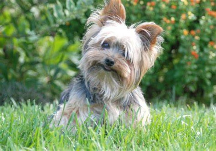 Yorkie dog in grass