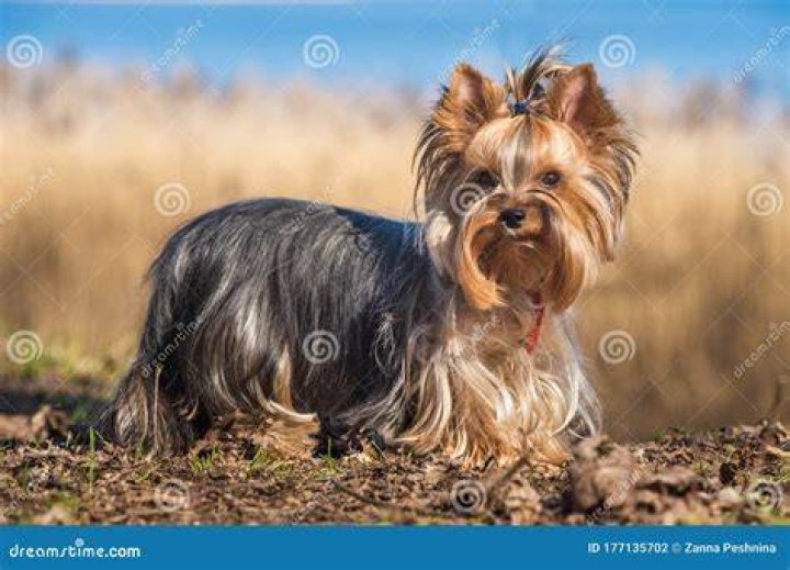 Yorkie dog standing in grass