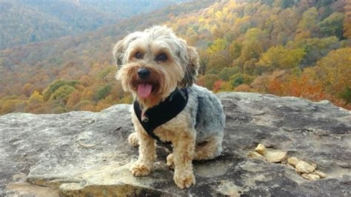 Yorkipoo hiking