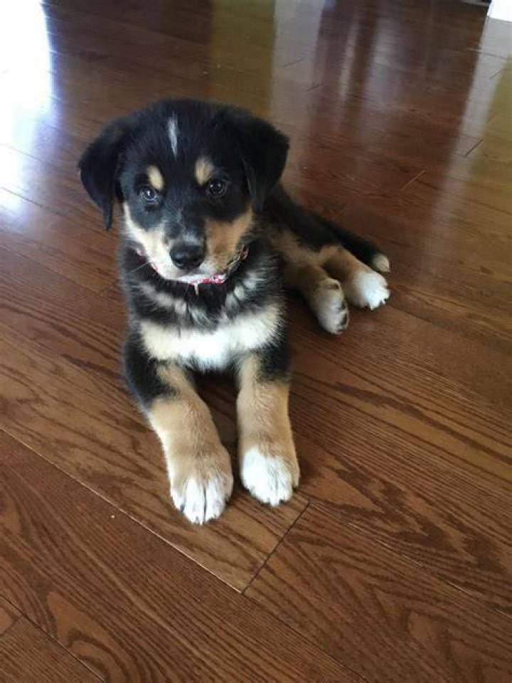 Zeva Husky and Bernese mix dog enjoying the country life