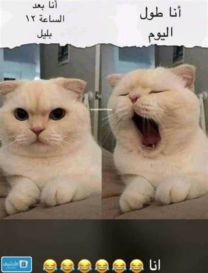 أجمل 40+ بوستات مضحكة بالصور والكلمات