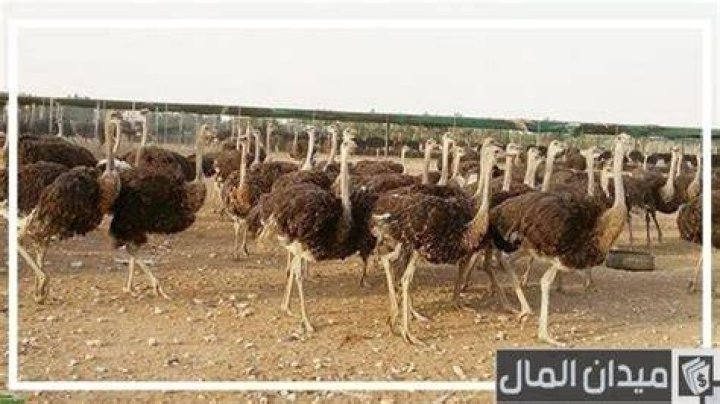 أرقام تليفونات وعناوين مزارع النعام في مصر