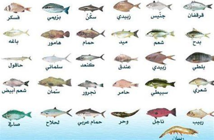 أسماء أنواع الأسماك - موقع فكرة