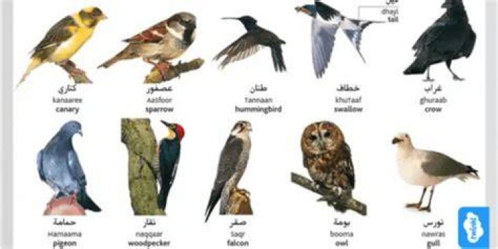 أسماء أنواع الطيور في المملكة العربية السعودية