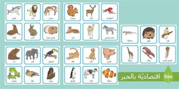 أسماء الحيوانات الثدييات - موقع فكرة