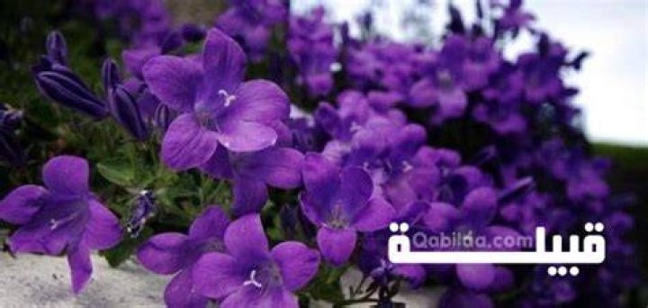 أسماء الزهور البنفسجية ومعانيها - موقع فكرة