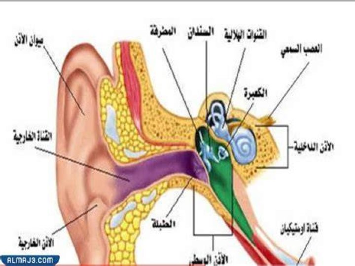 أين تقع أصغر عظمة في جسم الانسان