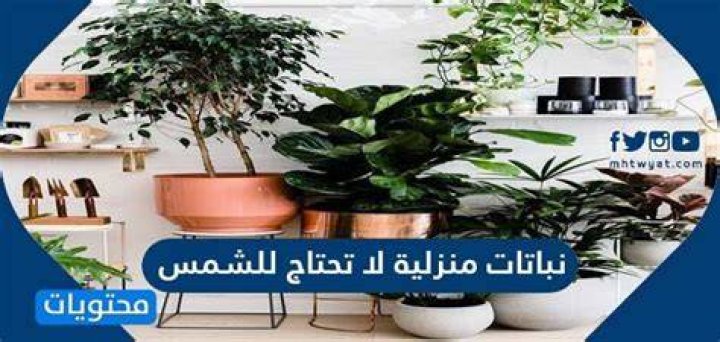 احسن 5 نباتات منزلية لا تحتاج للشمس