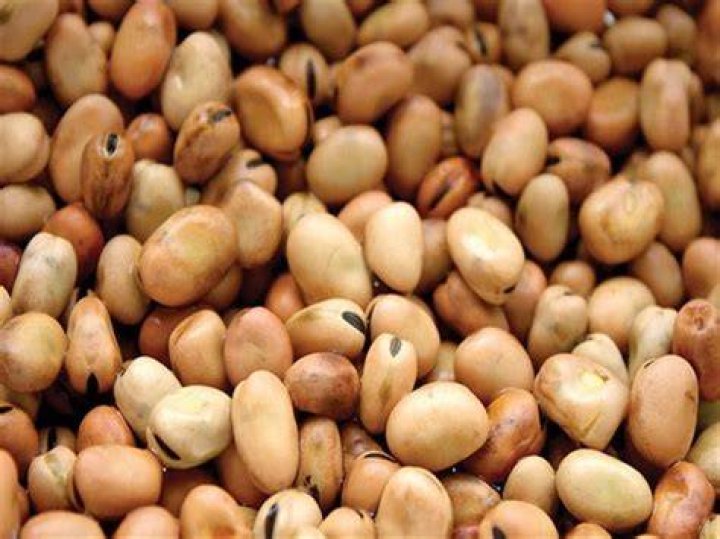 احسن أنواع الفول للتجارة والربح