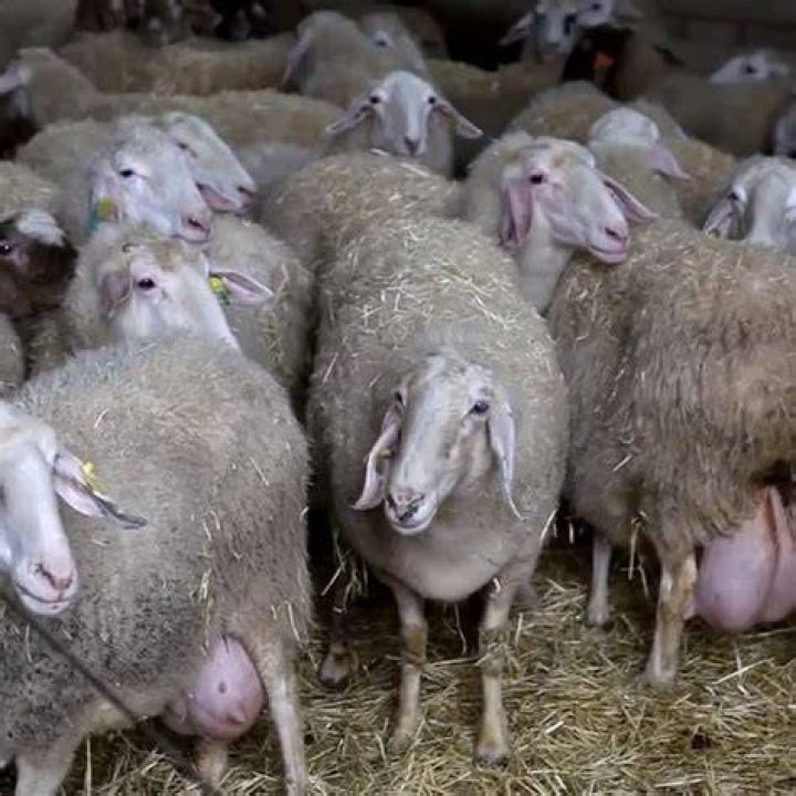 احسن سلالات الأغنام للتربية من أجل لحم الخراف