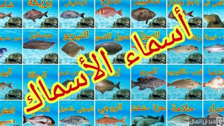 اسماء أنواع الأسماك في مصر بالصور