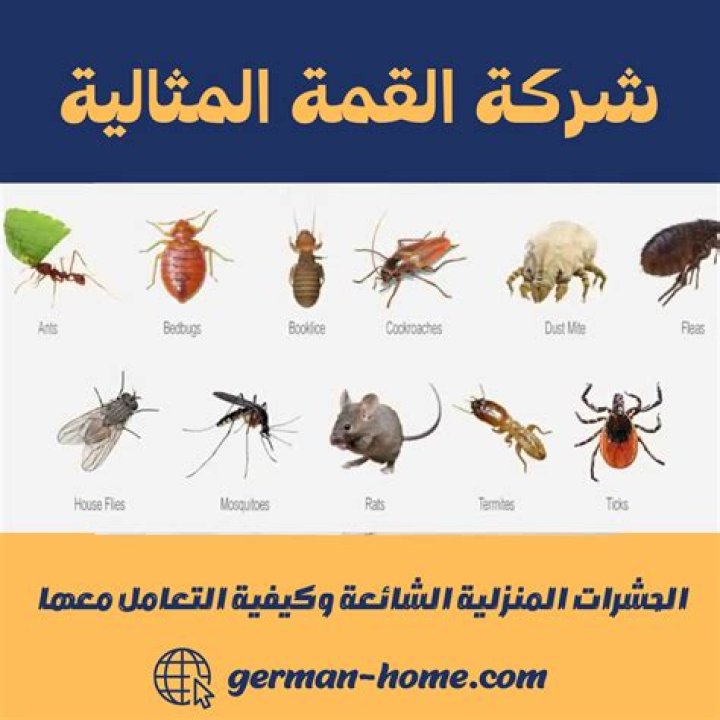 اسماء الحشرات المنزلية الصغيرة جدا
