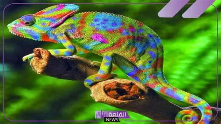 الحرباء في المنام لابن سيرين