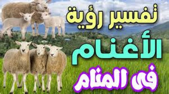 تفسير الاحلام الغنم - موقع فكرة