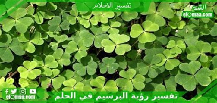 تفسير حلم رؤية البرسيم في المنام