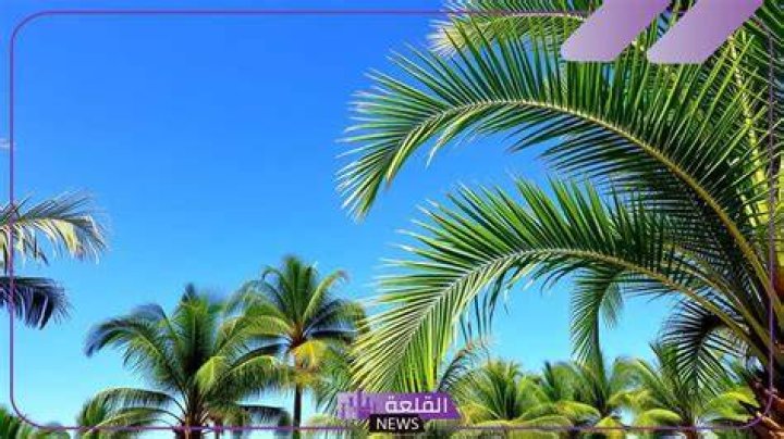 تفسير حلم رؤية النخل - موقع فكرة