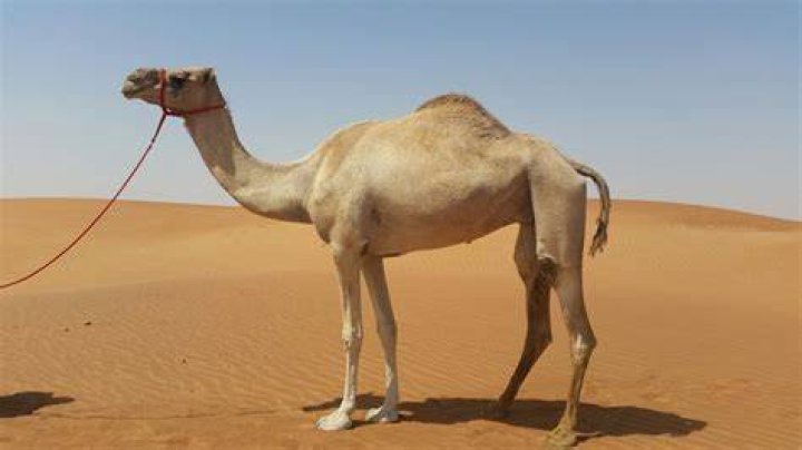 تفسير حلم هجوم الجمل - موقع فكرة