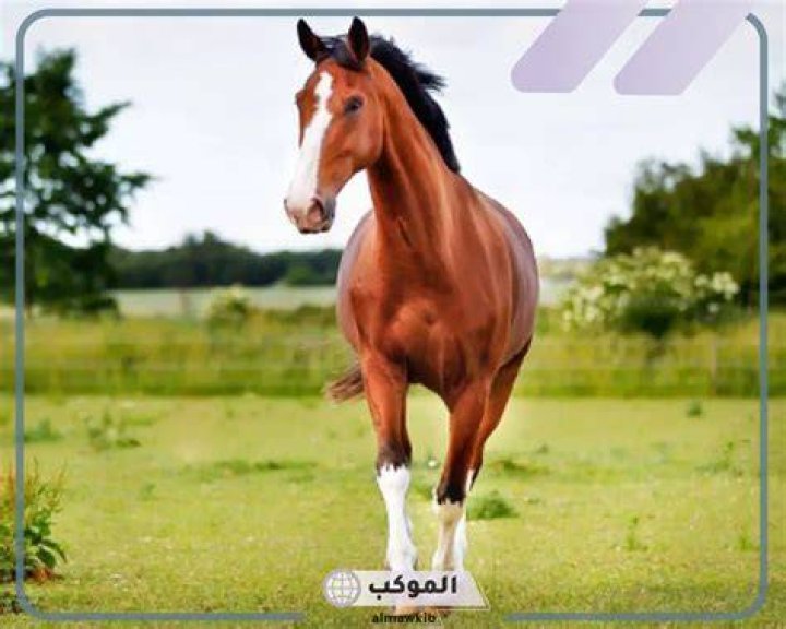 تفسير رؤية الحصان البني في المنام