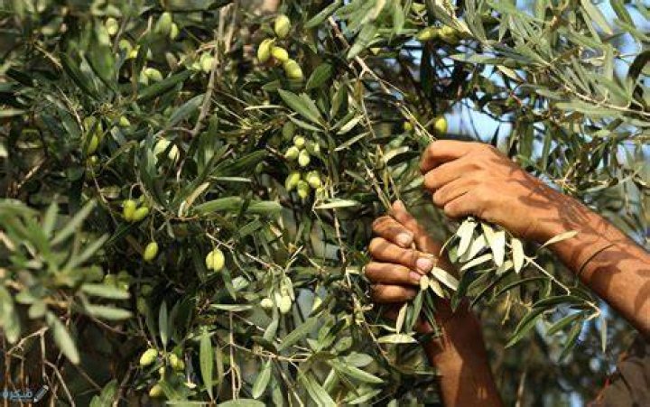 تفسير رؤية الزيتون الأخضر في المنام