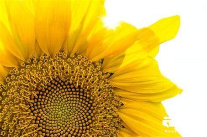 تفسير رؤية بذور دوار الشمس في المنام