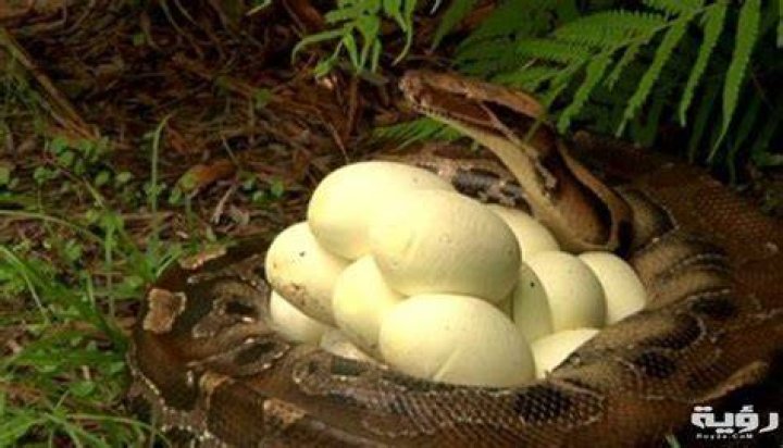 تفسير رؤية بيض الثعبان في المنام