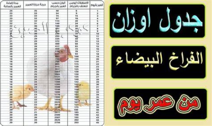 جدول أوزان الفراخ البيضاء من عمر يوم