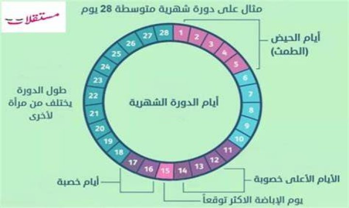 جدول الأيام التي يحدث فيها الحمل