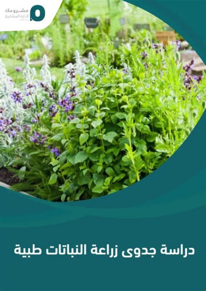 دراسة جدوى زراعة نباتات طبية وعطرية