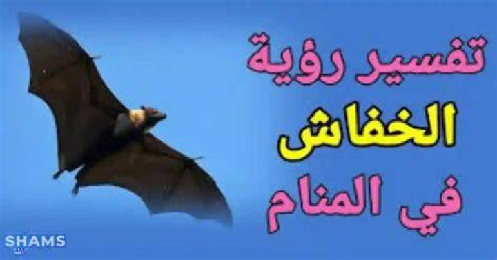 دلالات حلم رؤية الخفاش في المنام