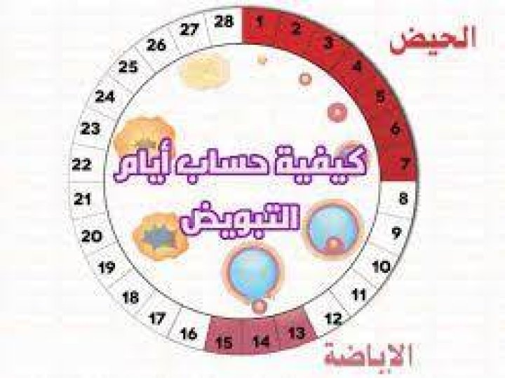 دورتي 28 يوم متى يحدث الحمل بولد