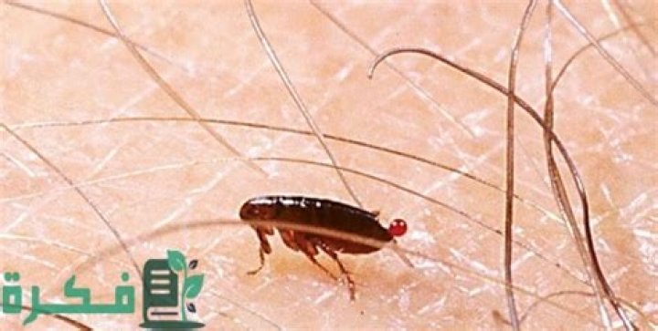 شرح خطوات التخلص من البراغيث في البيت
