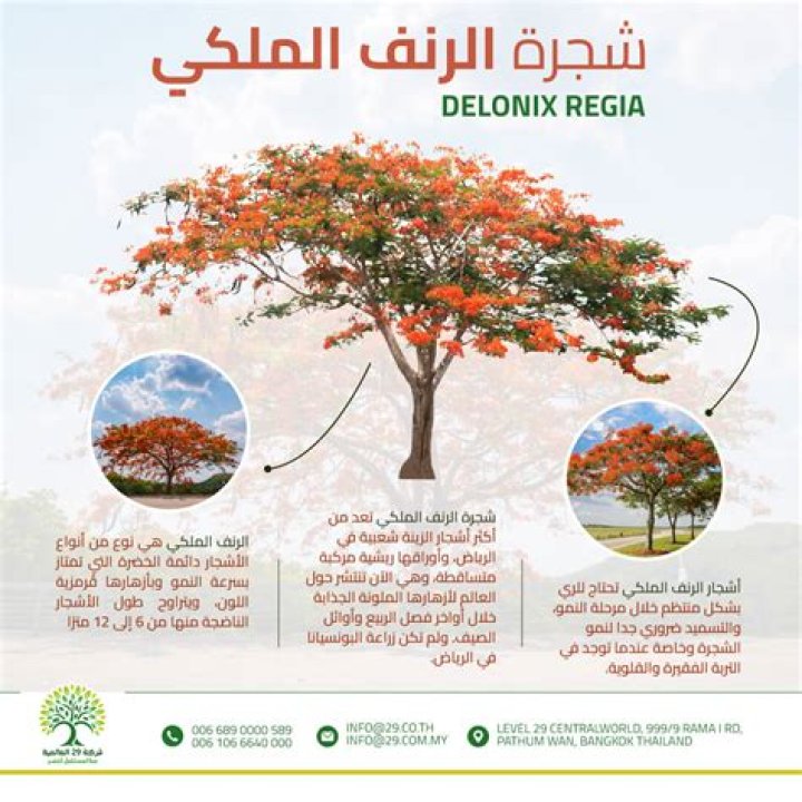 شرح خطوات زراعة شجرة بونسيانا أو الرنف الملكي في المنزل