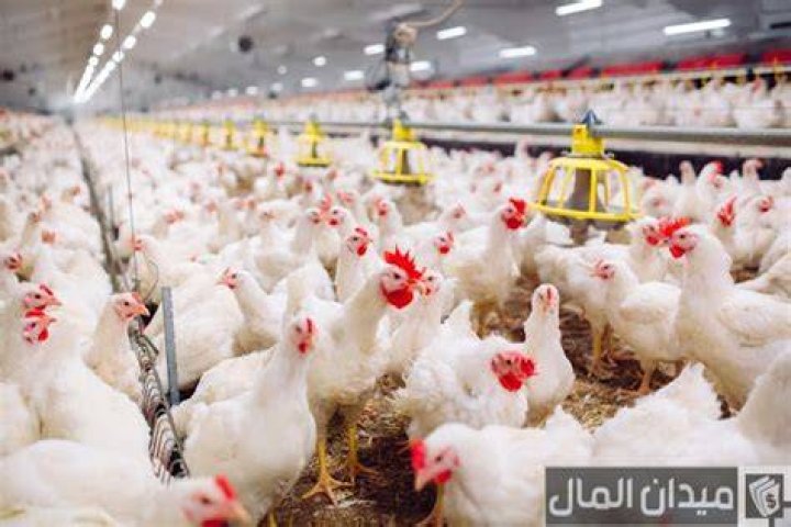 شرح خطوات زيادة وزن الدجاج اللاحم