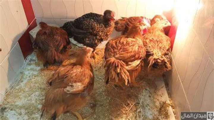 متوسط الأوزان المثالية في الفراخ الساسو حسب العمر