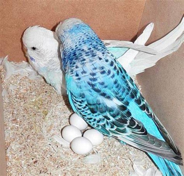 متى تبيض طيور الحب بعد التزاوج