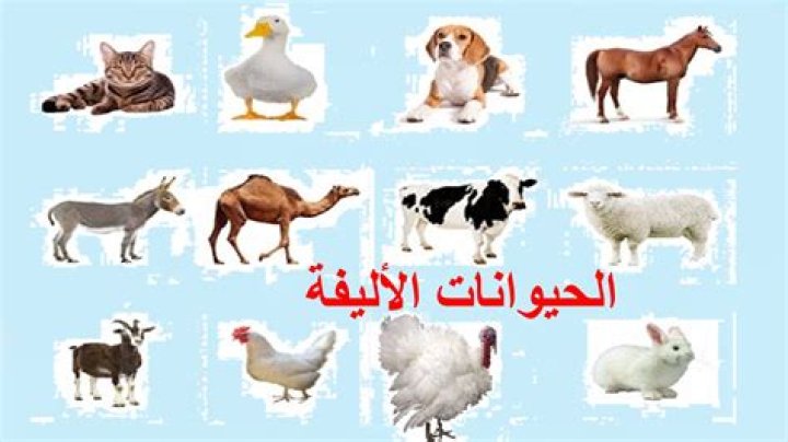 معلومات عامة عن الحيوانات الأليفة