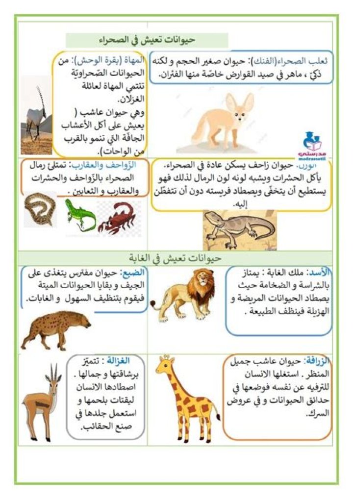 معلومات عن الحيوانات الليلية - موقع فكرة