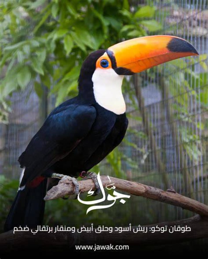 معلومات عن طائر الطوقان - موقع فكرة