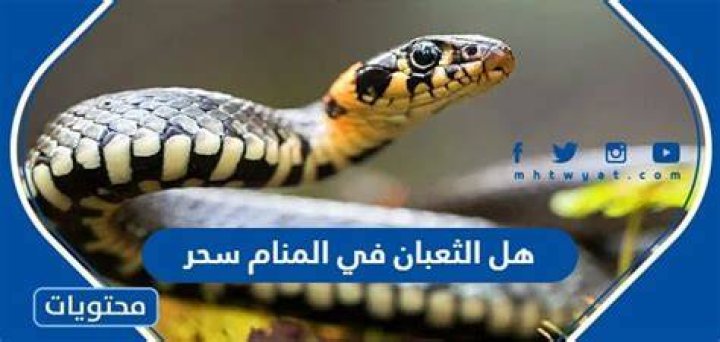 هل الثعبان في المنام سحر وعين