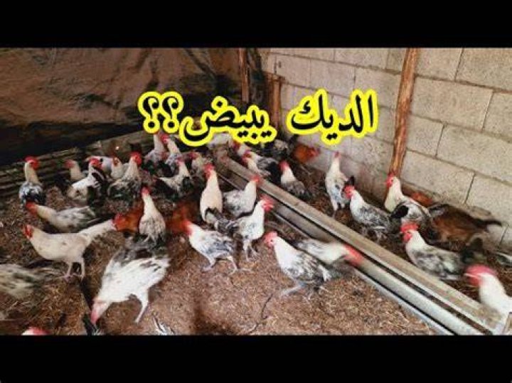 هل الديك يبيض - موقع فكرة