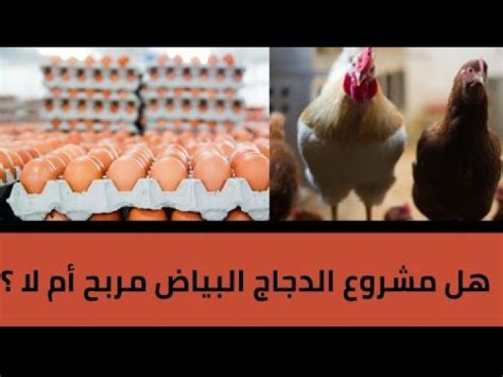 هل مشروع الدجاج البياض مربح أم لا ؟